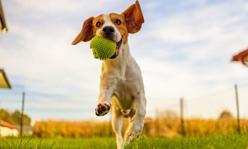 beagle-dog-fun-garden-outdoors-run