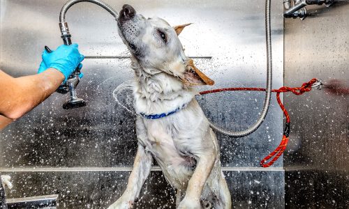funny-photo-dog-shaking-off-water